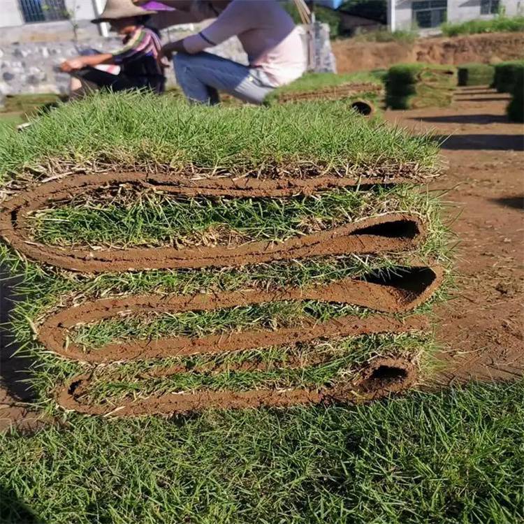 江門蘭引三號草 復綠工程草皮 管理簡單約3.50元,約3.40元,約3.30元